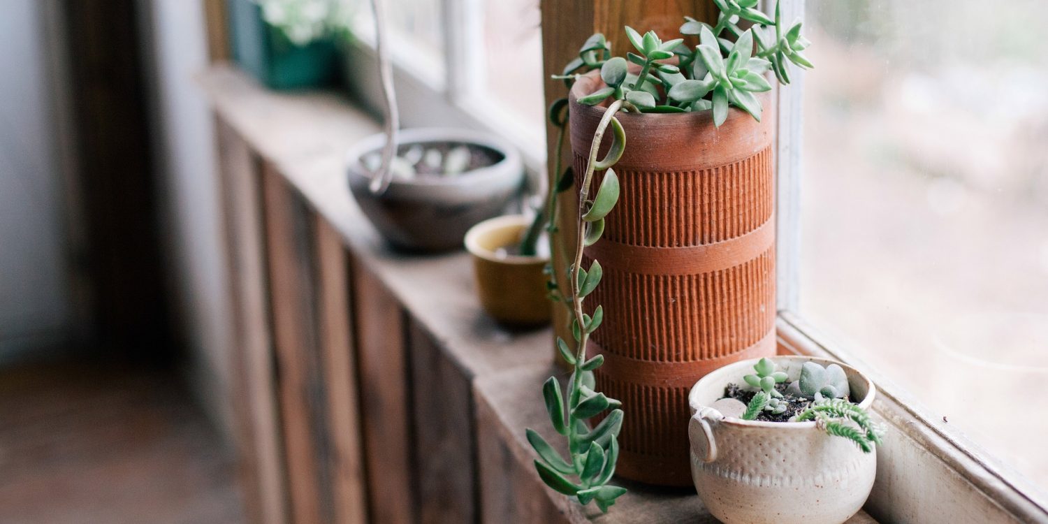 plants-924071_1920